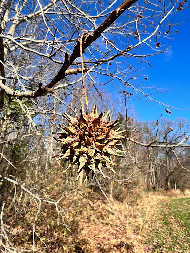 Park «Perrineville Lake Park», reviews and photos, 143 Baird Rd, Millstone, NJ 07726, USA