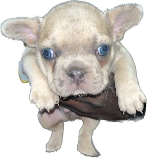 Bully mafia kennel