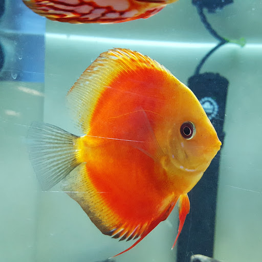 Pet Supply Store «Oddball Pets and Aquariums», reviews and photos, 262 Joseph St, Pittsburgh, PA 15227, USA