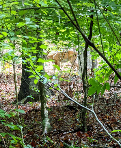 Government Office «Sweetwater Creek State Park», reviews and photos, 1750 Mt Vernon Rd, Lithia Springs, GA 30122, USA