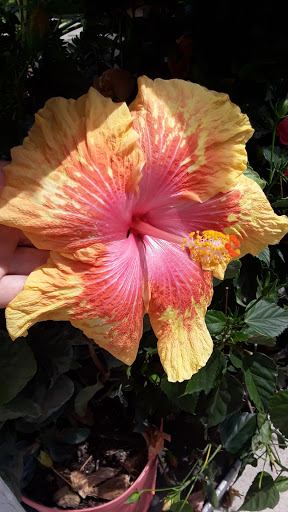 Home Improvement Store «The Home Depot», reviews and photos, 10151 Bloomingdale Ave, Riverview, FL 33569, USA