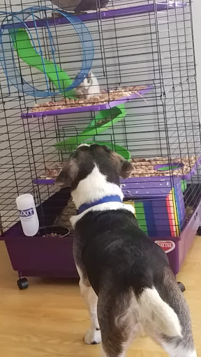 Pet Store «Crystal Clear Family Pets», reviews and photos, 33 High St, Ellsworth, ME 04605, USA