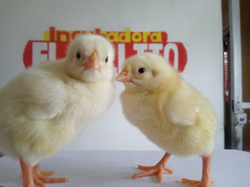 INCUBADORA El POLLITO