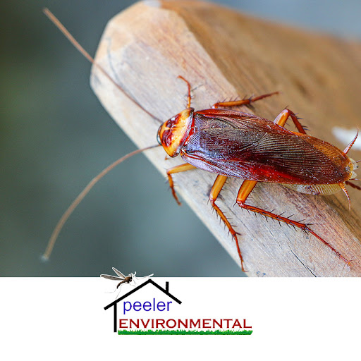 Pest Control Service «Peeler Environmental», reviews and photos