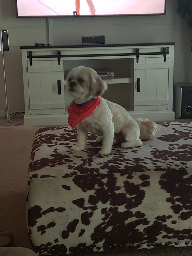 Pet Supply Store «PetSmart», reviews and photos, 1791 Oconee Connector Suite 130, Athens, GA 30606, USA