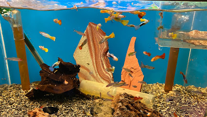 Natural Life Aquarium