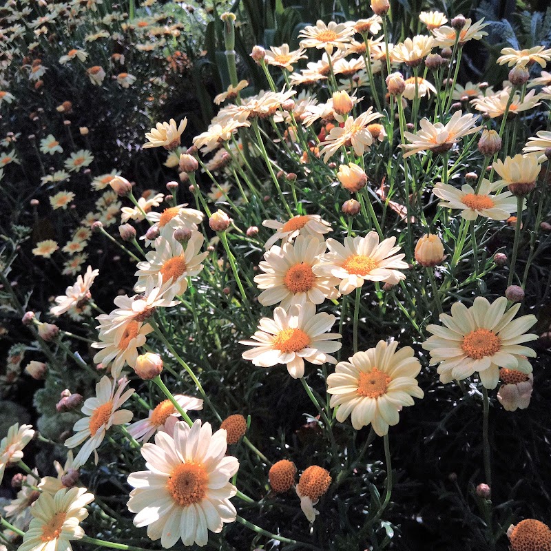 横浜市こども植物園 神奈川県横浜市南区六ツ川 植物園 公園 グルコミ