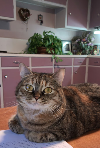 Used Car Dealer «Springtime Motors», reviews and photos, 4634 Farm to Market 2920, Spring, TX 77388, USA