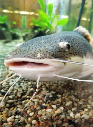 Pet Store «Just Pets», reviews and photos, 393 NY-5, Irving, NY 14081, USA