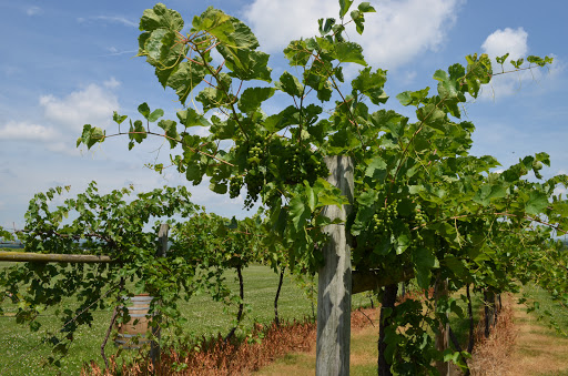 Winery «Galena Cellars Vineyard», reviews and photos, 4746 N Ford Rd, Galena, IL 61036, USA