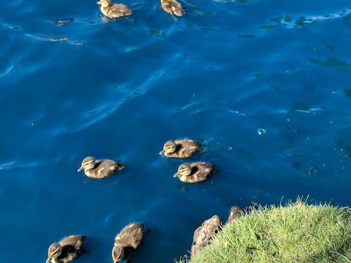 City Park «Celebration Park», reviews and photos, 701 Angel Pkwy, Allen, TX 75002, USA