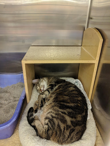 Pet Supply Store «PetSmart», reviews and photos, 1236 Greenbrier Pkwy, Chesapeake, VA 23320, USA