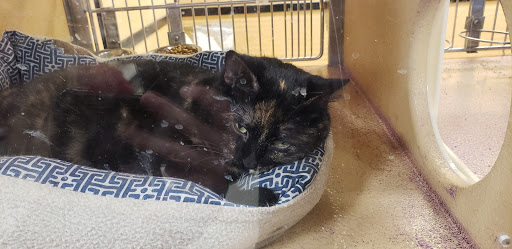 Pet Supply Store «PetSmart», reviews and photos, 5050 SE 14th St, Des Moines, IA 50320, USA