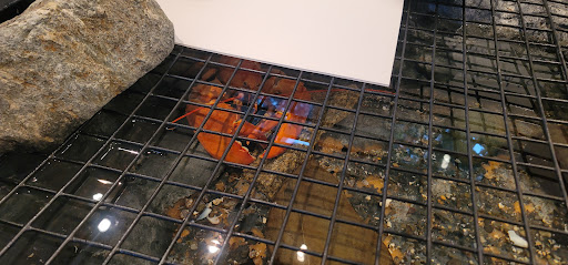 Natural History Museum «George B. Dorr Museum of Natural History», reviews and photos, 105 Eden St, Bar Harbor, ME 04609, USA