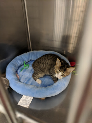 Pet Supply Store «PetSmart», reviews and photos, 1116 S Rochester Rd, Rochester Hills, MI 48307, USA