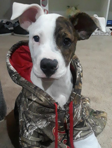 Pet Supply Store «PetSmart», reviews and photos, 467 Cross Keys Rd, Sicklerville, NJ 08081, USA