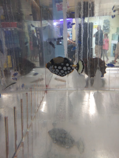 Pet Store «Fins and Skins», reviews and photos, 8451 49th St N, Pinellas Park, FL 33781, USA