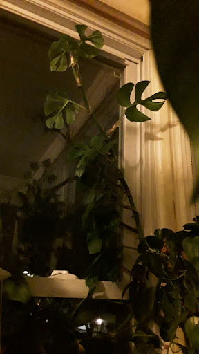 Florist «Blossom Shop», reviews and photos, 138 Orange St, New Haven, CT 06510, USA