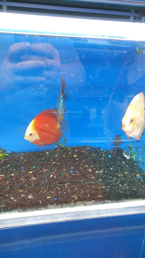 Pet Store «The Aquarium & Fish Store», reviews and photos, 710 W Lumsden Rd, Brandon, FL 33511, USA