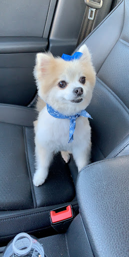 Pet Supply Store «Brookside Barkery & Bath», reviews and photos, 118 W 63rd St, Kansas City, MO 64113, USA