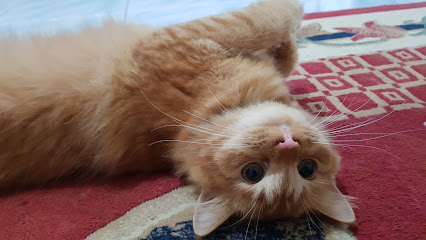 Adopt Kitten Padang