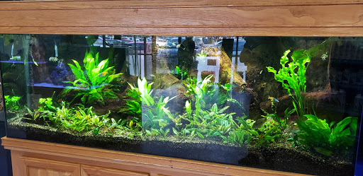 Tropical Fish Store «Exotic Aquatics», reviews and photos, 2929 Custer Rd #317, Plano, TX 75075, USA