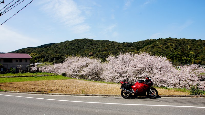 平山町の桜並木