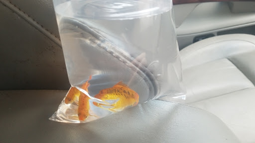 Pet Store «Fish R Us», reviews and photos, 10855 TX-242, Conroe, TX 77385, USA