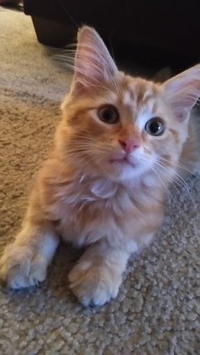 Pet Supply Store «PetSmart», reviews and photos, 533 S Tracy St, Wichita, KS 67209, USA