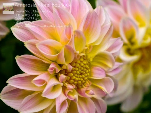 Florist «Ambrosia Floral Boutique», reviews and photos, 1949 W Ray Rd, Chandler, AZ 85224, USA