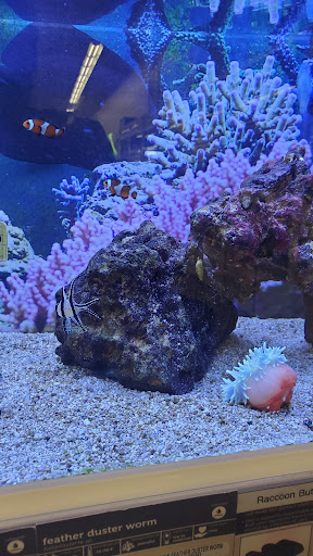 Pet Supply Store «Petco Animal Supplies», reviews and photos, 2140 E Blvd St, Kokomo, IN 46902, USA