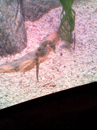 Aquarium «SEA LIFE Grapevine Aquarium», reviews and photos, 3000 Grapevine Mills Pkwy, Grapevine, TX 76051, USA