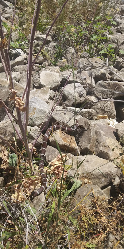 Home Improvement Store «Tractor Supply Co.», reviews and photos, 418 Napa Junction Rd, American Canyon, CA 94503, USA