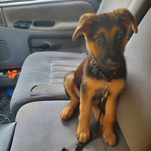 Pet Supply Store «Petco Animal Supplies», reviews and photos, 1415 E Warner Rd, Gilbert, AZ 85296, USA