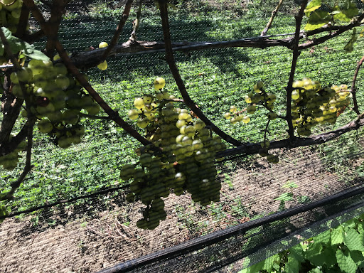 Winery «Laurel Lake Vineyards», reviews and photos, 3165 Main Rd, Laurel, NY 11948, USA