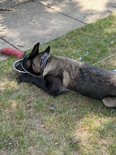 St Francis Animal Hospital