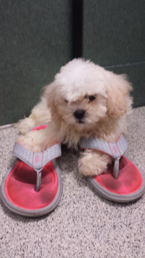 Pet Store «Petland», reviews and photos, 5470 Dixie Hwy, Fairfield, OH 45014, USA