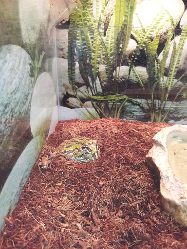 Pet Supply Store «Petland Discounts - Orange», reviews and photos, 322 Main St, City of Orange, NJ 07050, USA