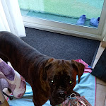 Photo n° 1 de l'avis de Patricia.h fait le 27/02/2023 à 10:53 pour Clinique vétérinaire de la Maladière à Bourgoin-Jallieu