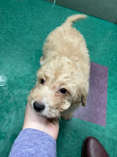 Pet Store «Petland Lewis Center», reviews and photos, 86 Meadow Park Ave, Lewis Center, OH 43035, USA