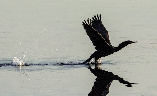 Golf Course «Harbor Links Golf Course», reviews and photos, 1 Fairway Dr, Port Washington, NY 11050, USA