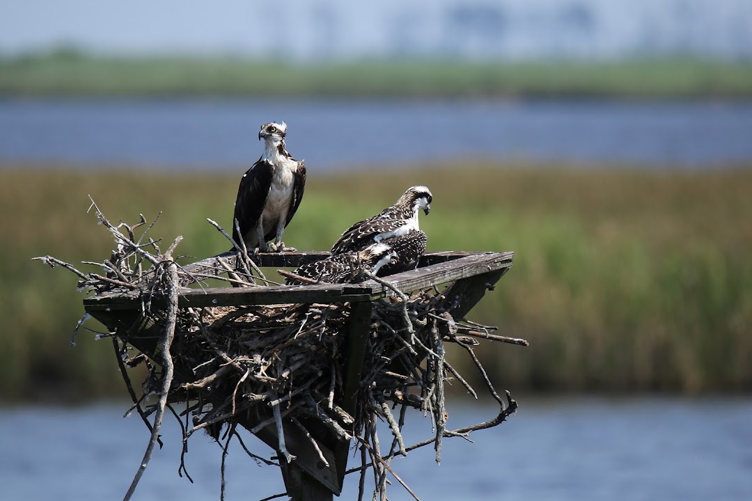 Blackwater refuge