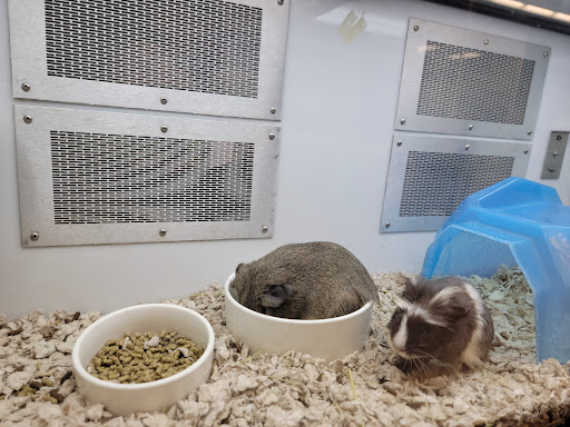 Pet Supply Store «Petco Animal Supplies», reviews and photos, 2565 NE 10th Ct, Homestead, FL 33035, USA