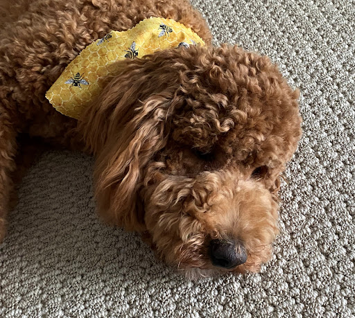 Pet Supply Store «EarthWise Pet Supply», reviews and photos, 7316 Yankee Rd, Liberty Township, OH 45044, USA