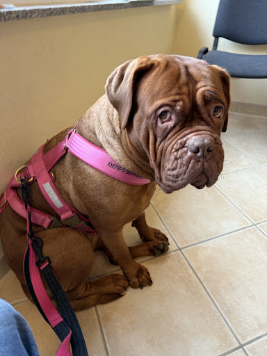 Practice for small Tiere Steffen Ziesing unter Rodenbach, 