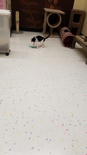 Pet Supply Store «Petco Animal Supplies», reviews and photos, 1018 Mt Prospect Plaza, Mt Prospect, IL 60056, USA