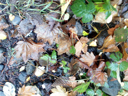 Grocery Store «Harvest Market Estacada», reviews and photos, 280 N Broadway St, Estacada, OR 97023, USA