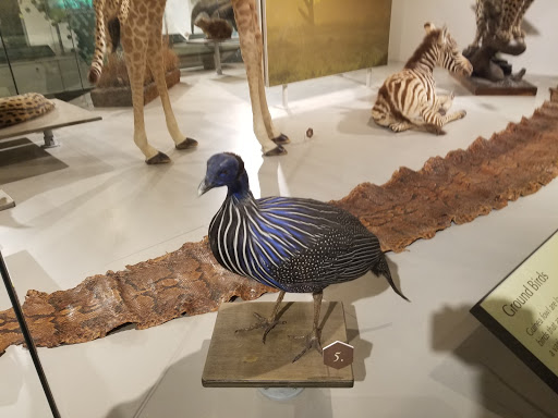 Science Museum «Buffalo Museum of Science», reviews and photos, 1020 Humboldt Pkwy, Buffalo, NY 14211, USA