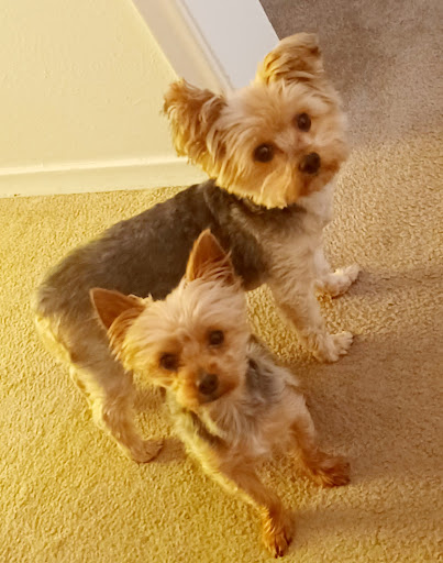 Pet Supply Store «EarthWise Pet Supply - Richardson», reviews and photos, 1310 W Campbell Rd #128, Richardson, TX 75080, USA