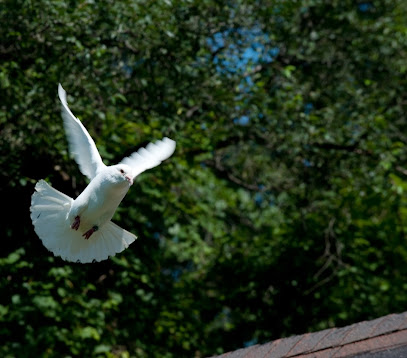White Bird Release